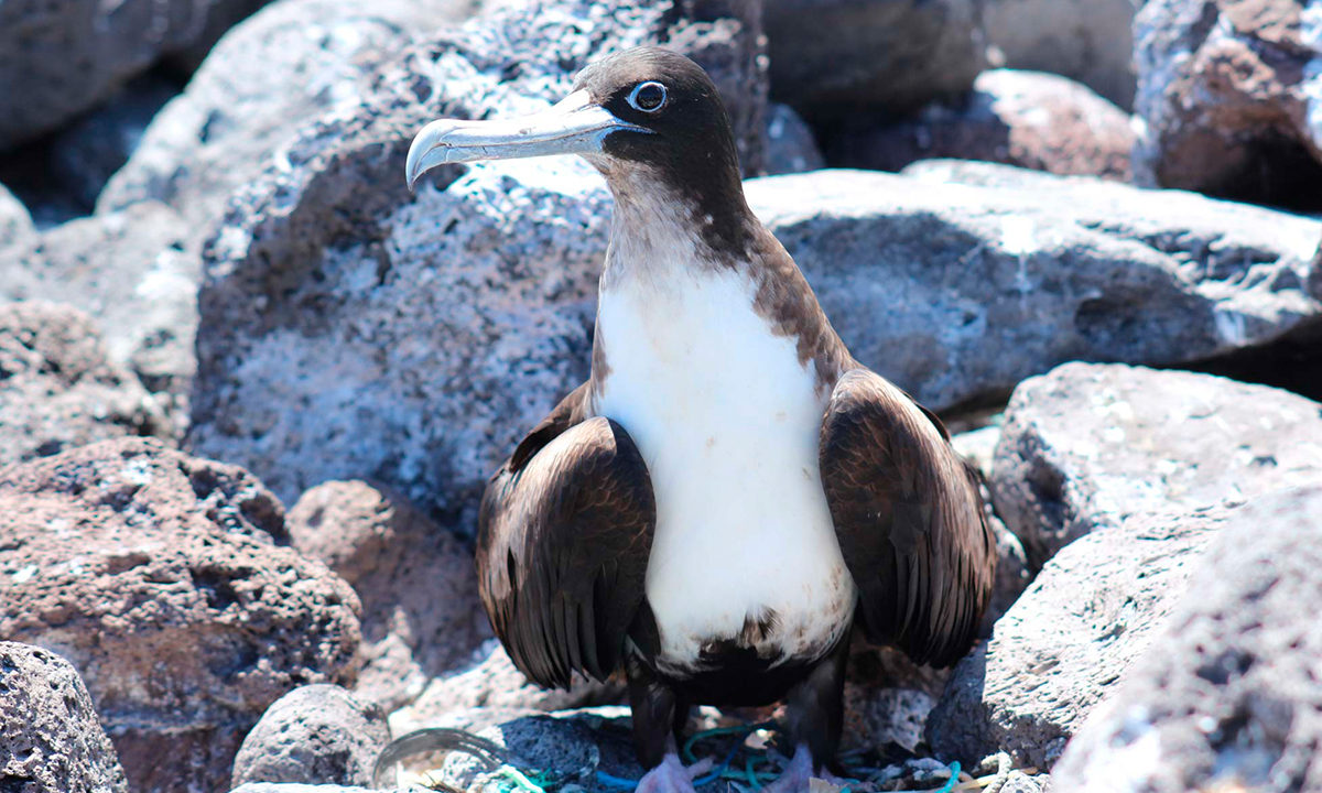Rocio Arriagada: “How Ocean Pollution and Micro-plastic Contamination in Easter Island Has Affected Me”